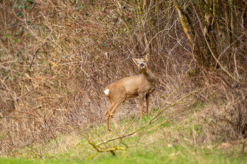 Deer in search of food in spring