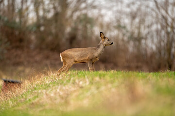 Deer in search of food in spring