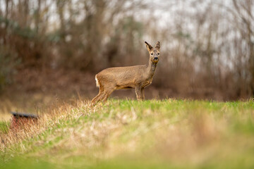 Deer in search of food in spring