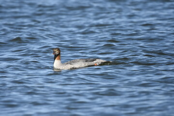 Common merganser on the Baltic Sea, Poland