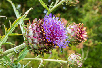 Cardoon - Cynara cardunculus L.