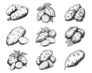 Set of sweet potato vector illustrations - hand drawn sweet potato - black and white sweet potato isolated on white background