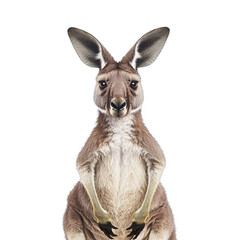 Fototapeta premium Close-up of a kangaroo staring straight at the camera. Perfect for wildlife and nature-themed projects.
