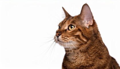 猫のポートレート（cat portrait on white background）
