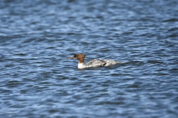 Common merganser on the Baltic Sea, Poland