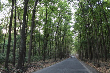 Beautiful nature photography. forest photography