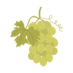 White grape bunch. Grape crown with leaves. Isolated vine fruit on white background. Vector illustration, hand drawn, flat style.