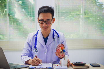 Doctor holding kidney medicine model