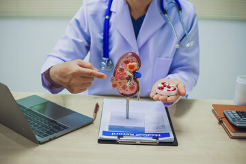 Doctor holding kidney medicine model