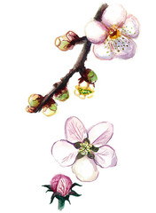 Spring buds and bloom on branches on a white background. Watercolor. Different shades of pink, green, and brown. Realistic.  