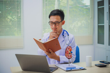 Doctor holding kidney medicine model