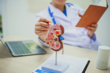 Doctor holding kidney medicine model