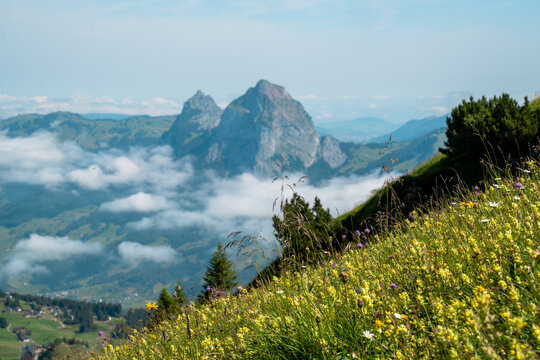 Wildflowers on a hillside on the Stoos Ridge hike in the Swiss Alps near Schwyz Switzerland