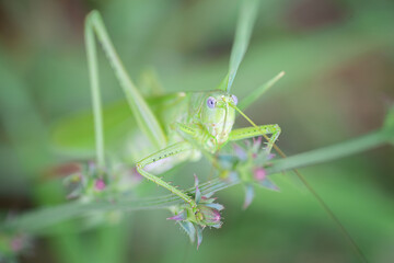 Meadow grasshopper, grasshopper.