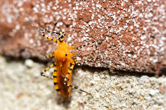 Macro shot of an Orange Assassin Bug, Pselliopus barberi