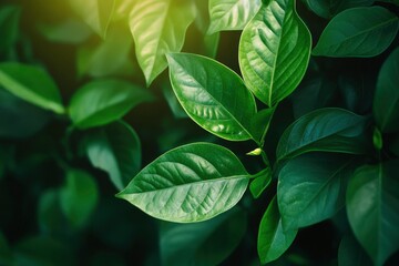 Obraz premium Nature of green leaf in garden at summer. Natural green leaves plants using as spring background cover page greenery environment ecology wallpaper , ai