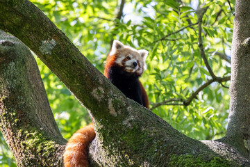 Western red panda (Ailurus fulgens fulgens), also known as the Nepalese red panda.