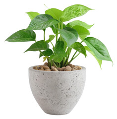 PNG Office desk mini plant leaf white background beginnings.