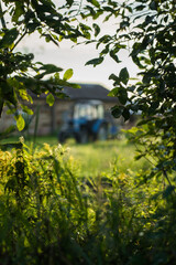 Blue tractor in the evening, at sunset after a hard day's work.A green field
