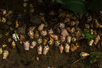 Dark Shells
