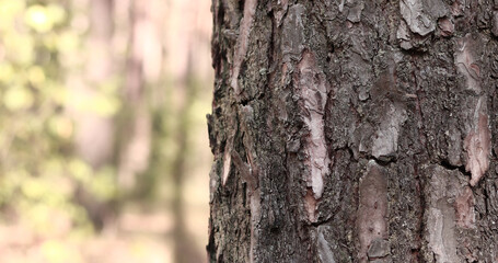 Pine tree, bark close-up. Close-up of pine bark in the forest for a natural background. Nature. Details. Focus on pine tree trunk with blurred background