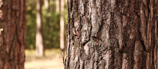 Pine tree, bark close-up. Close-up of pine bark in the forest for a natural background. Nature. Details. Focus on pine tree trunk with blurred background