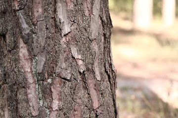 Pine tree, bark close-up. Close-up of pine bark in the forest for a natural background. Nature. Details. Focus on pine tree trunk with blurred background