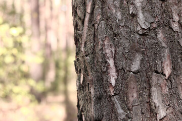 Obraz premium Pine tree, bark close-up. Close-up of pine bark in the forest for a natural background. Nature. Details. Focus on pine tree trunk with blurred background