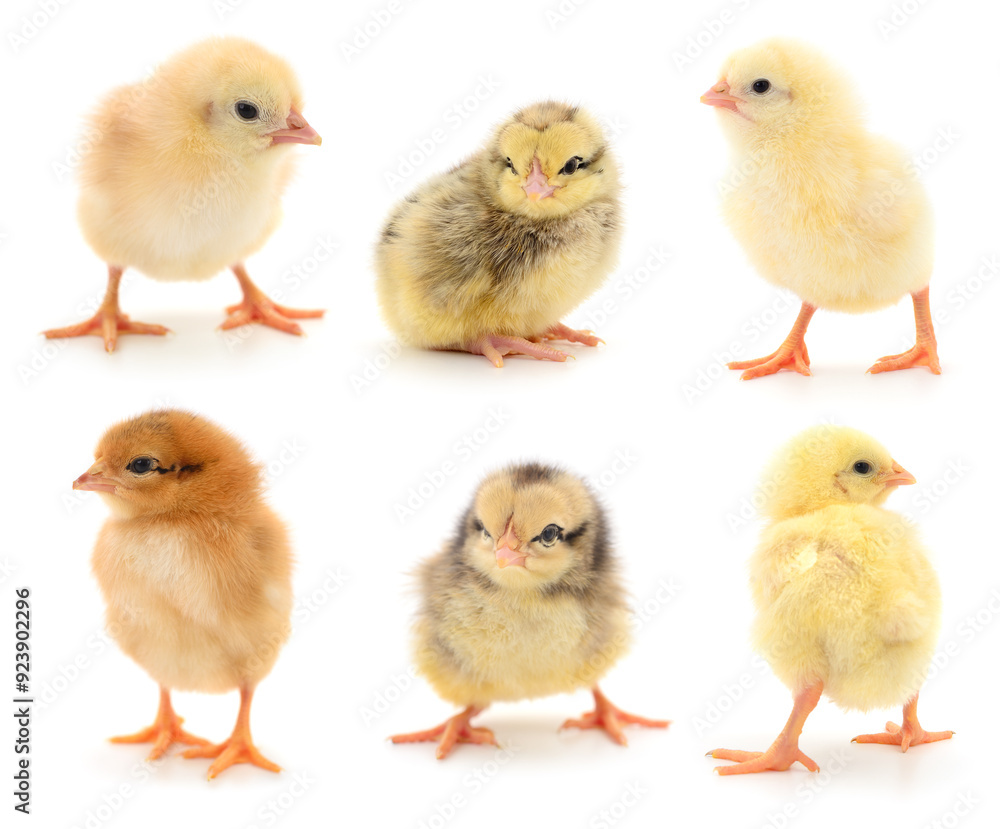 Sticker Set of small yellow chickens