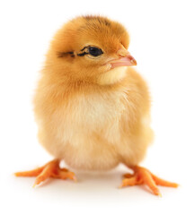 Obraz premium Small yellow chicken