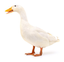Duck on white.