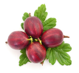 Gooseberry with leaves isolated.