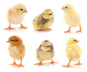 Set of small yellow chickens