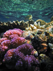 Sea world of Sharm el-Sheikh