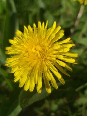 yellow dandelion flower in spring