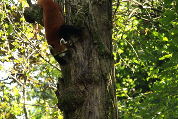 Red panda inside the Torbiera park in Italy (Piemonte, Agrate)