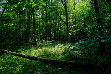Fototapeta premium Springtime deciduous stand with old trees