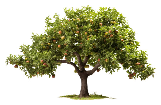 PNG Tree bonsai plant fruit.