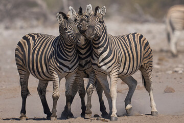 Burchell's zebras (Equus quagga burchellii) at a waterhole in Etosha National Park, Namibia