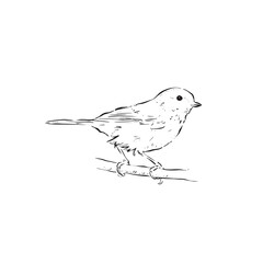 A great tit bird drawing in black and white. Line drawn side profile bird. Hand drawn bird vector.