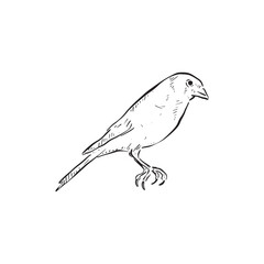 A goldfinch drawn by hand in black and white. Bird vector. Side profile small bird.