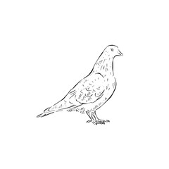 A line drawn pigeon in black and white. A vectorised illustration of a bird side profile facing right.
