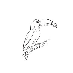 A hand drawn toucan in black and white line. The toucan is facing right side profile and sits on a branch. Vector of a exotic bird. © Amelia