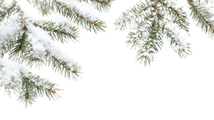 Evergreen branch with snow transparent background