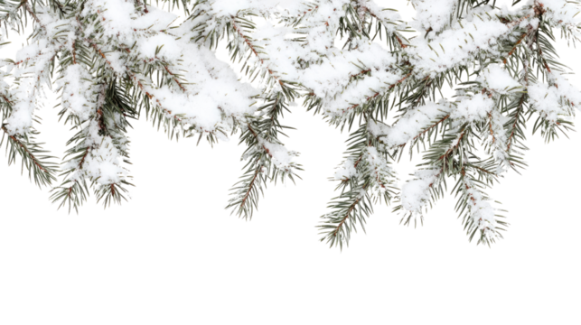 Evergreen branch with snow transparent background - Powered by Adobe