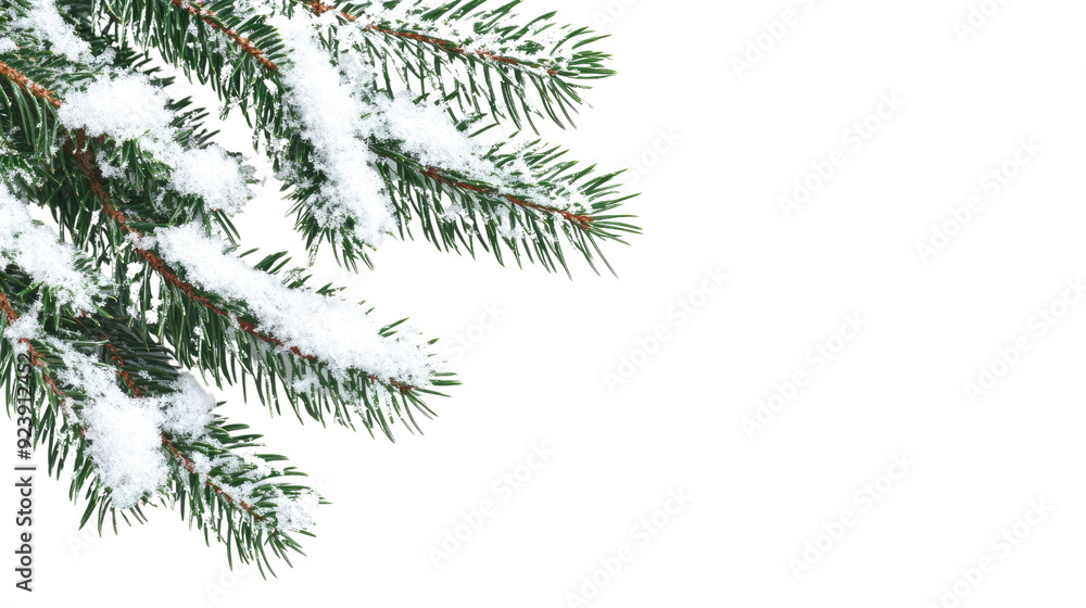 Wall mural evergreen branch with snow transparent background