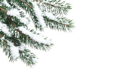Evergreen branch with snow transparent background