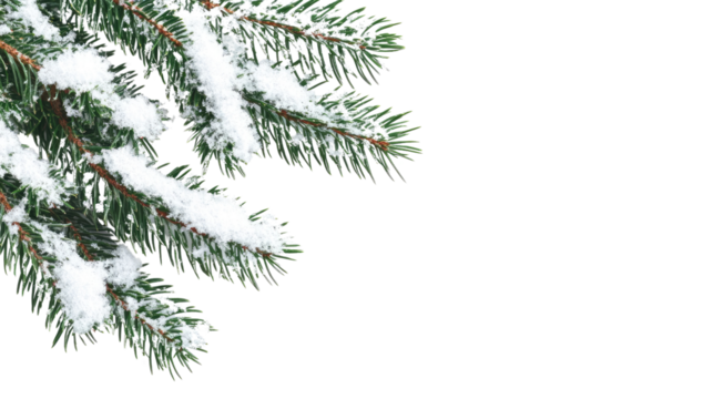 Evergreen branch with snow transparent background