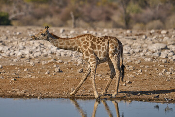 Giraffe (Giraffa camelopardalis) drinking at a waterhole in Etosha National Park, Namibia      