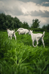 Fototapeta premium The goat and the kids are lying in the thick, tall, green grass. Baby goats
